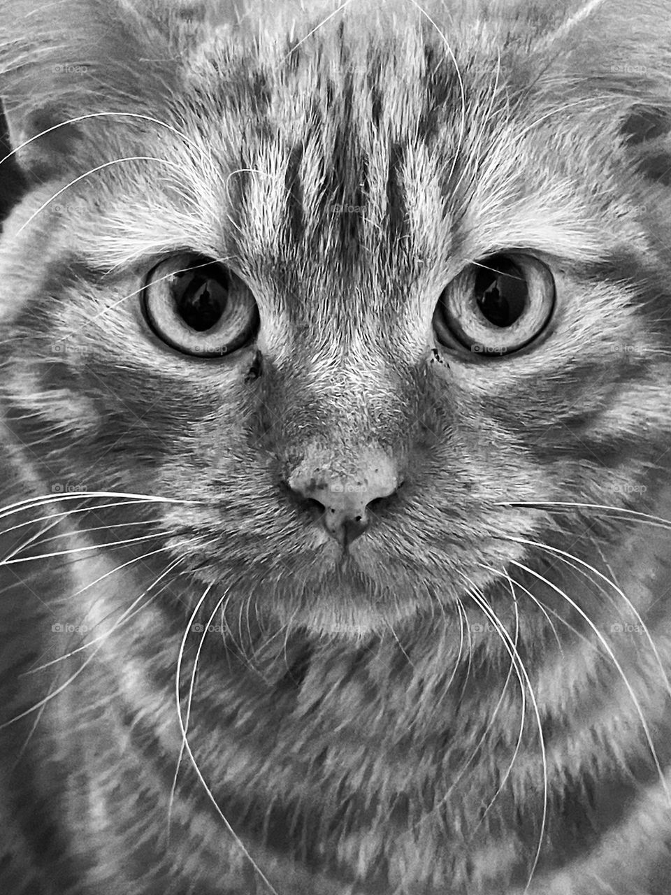 Face of a cat in black and white...
