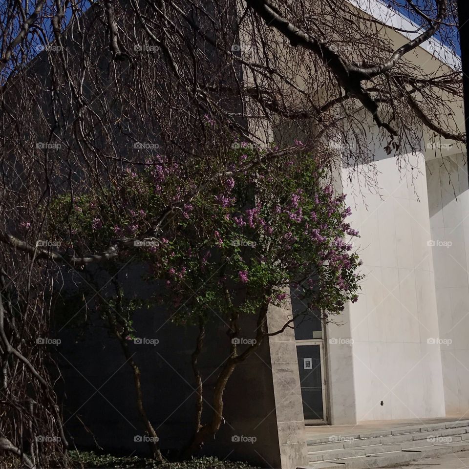 Tree, Flower, Landscape, Architecture, Street