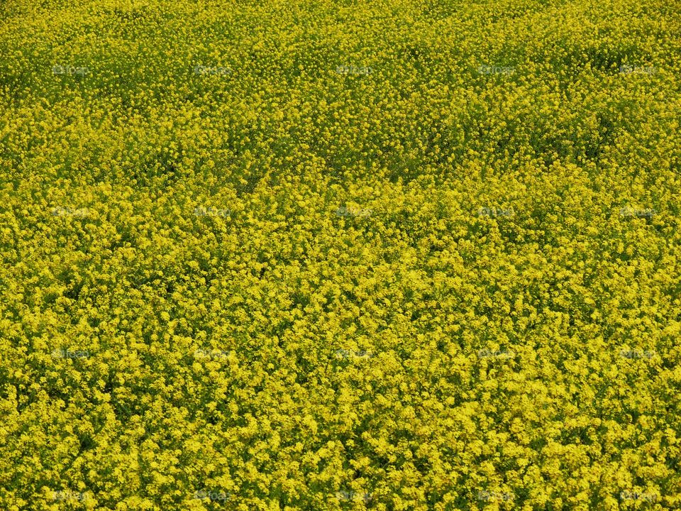 Field of yellow wildflowers