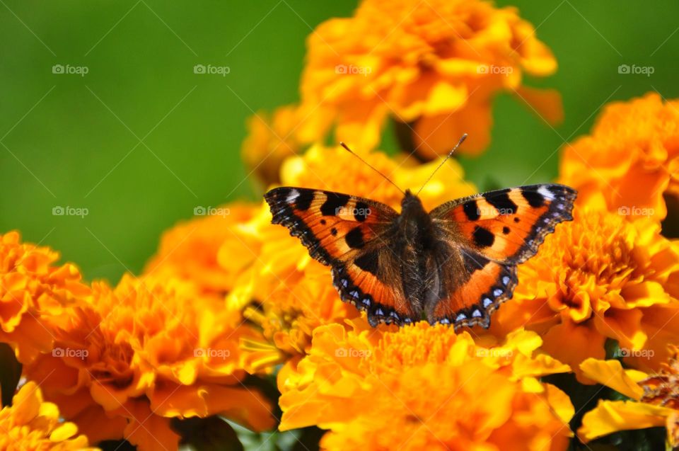 Butterfly on flowers