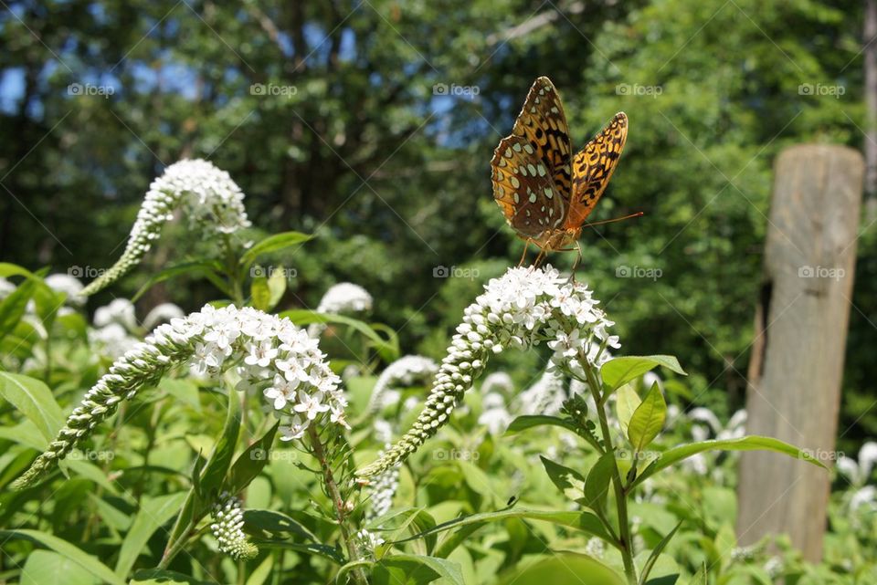 Summer Garden