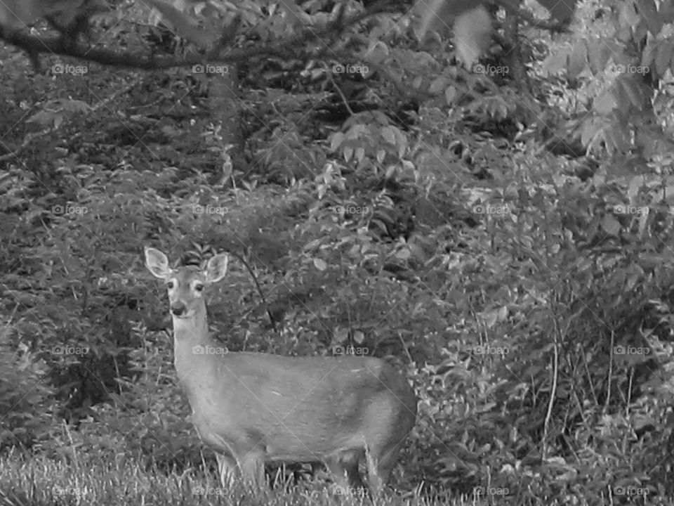 Black and white whitetail deer