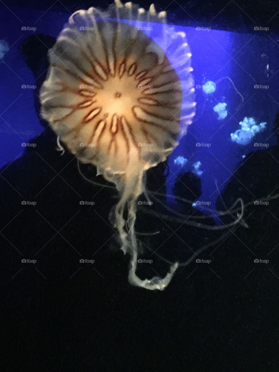 Jellyfish 