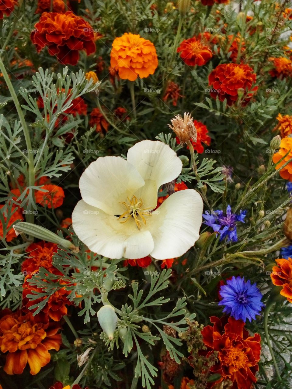 beautiful flowers and beautiful colors in the summer time