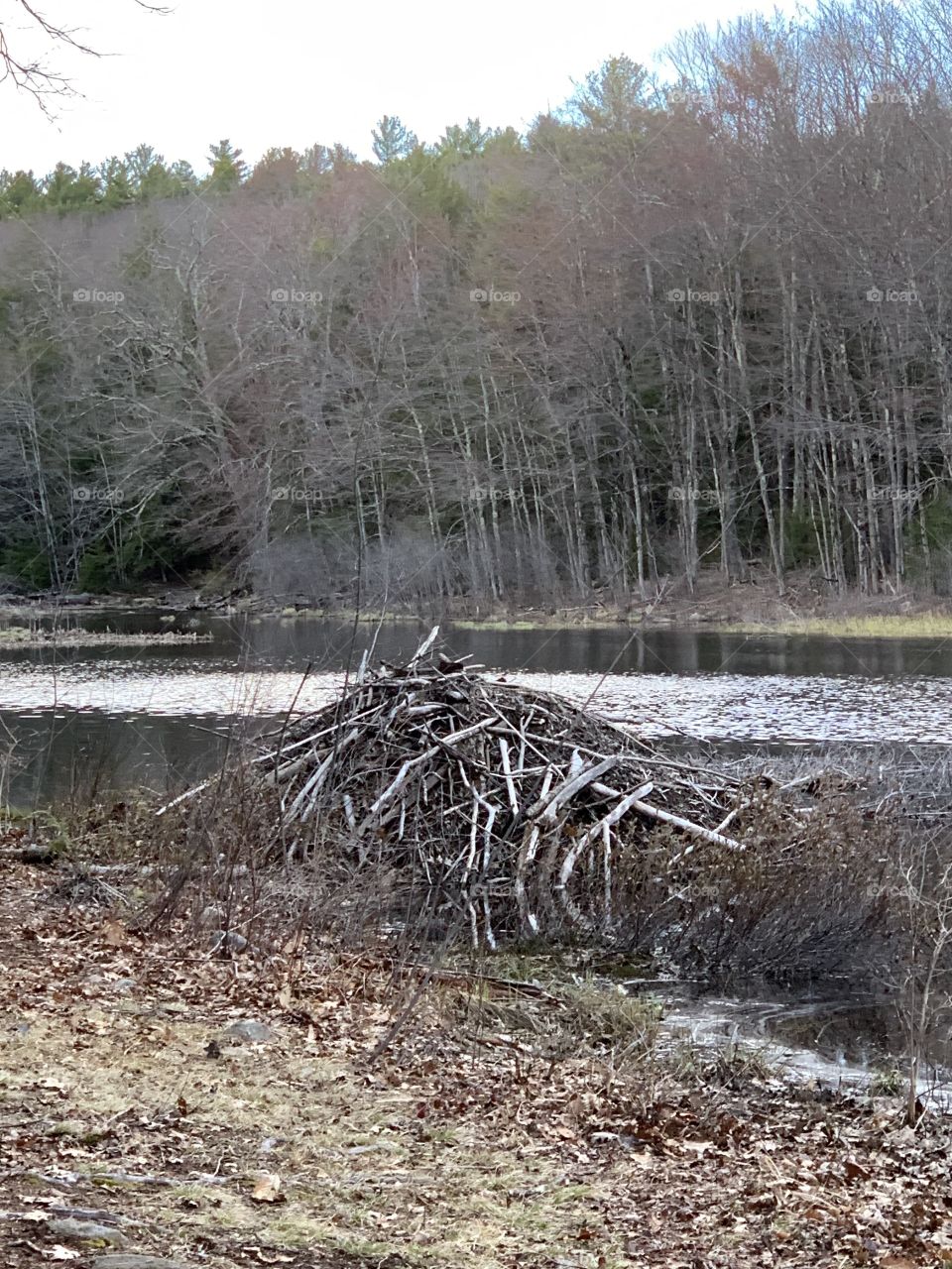 Beaver Dam