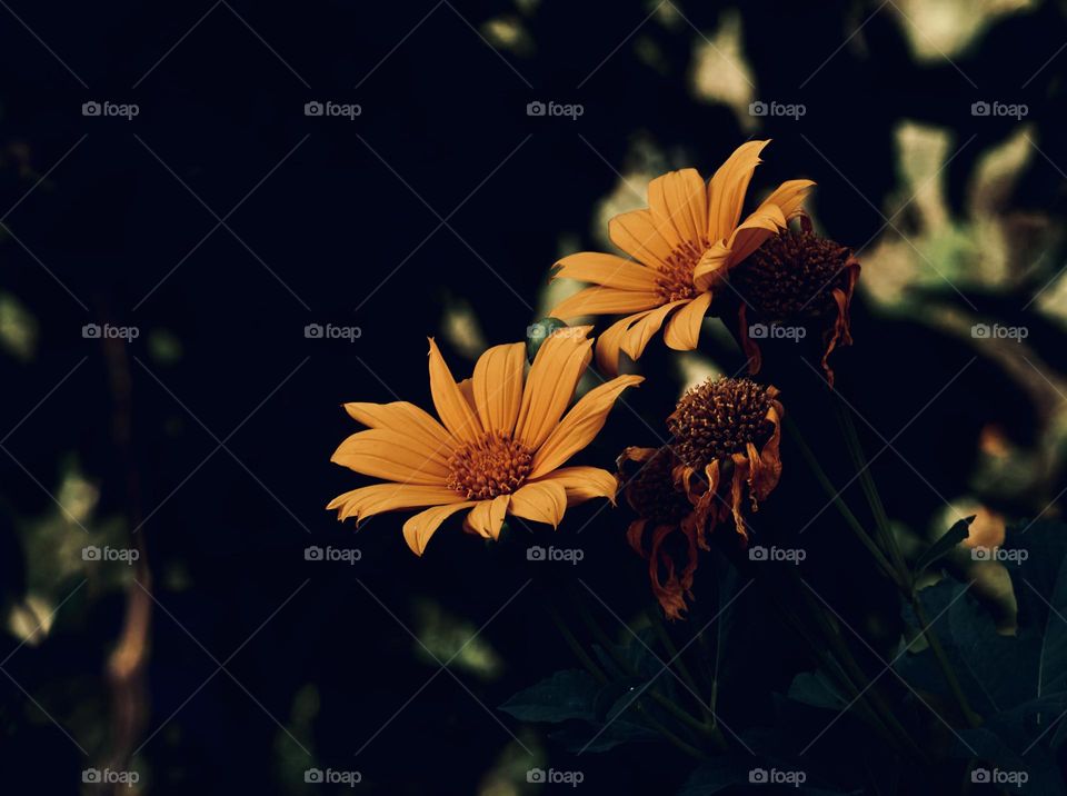 Floral photography - Yellow - wild sunflower 