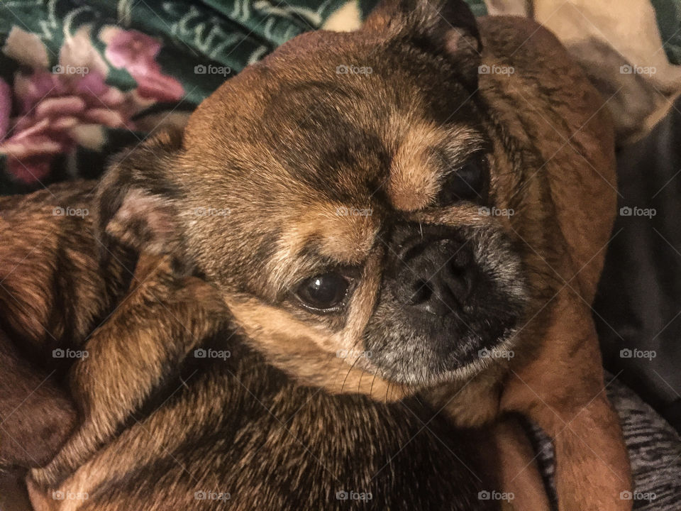 Sweet Brussels Griffon puppy face