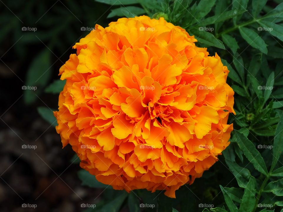 Orange bloom