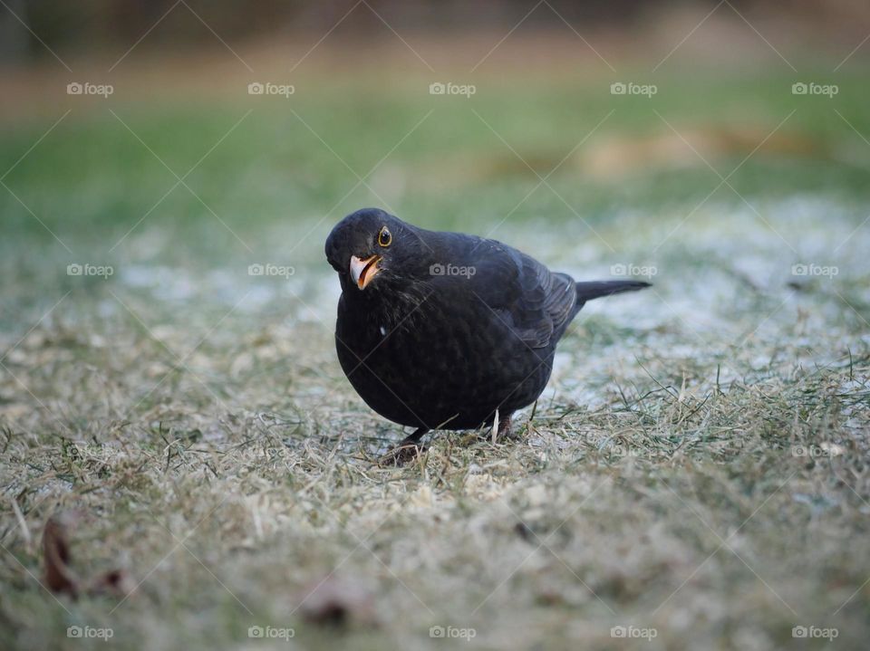 Male blackbird