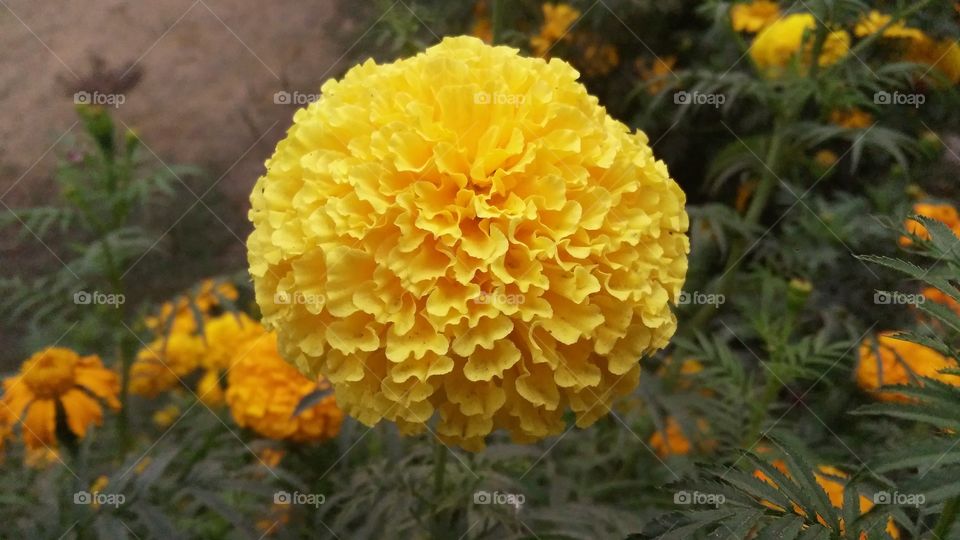 A beautiful scene of marigold flowers in the garden.