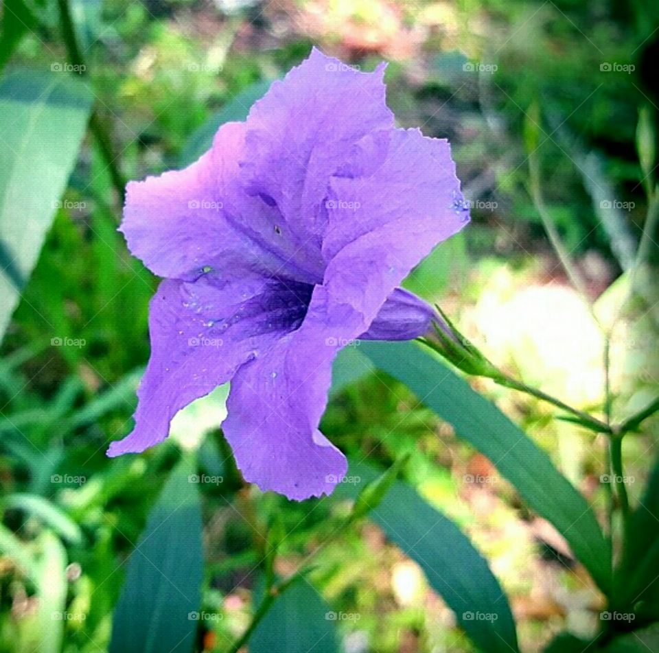 purple ruellia