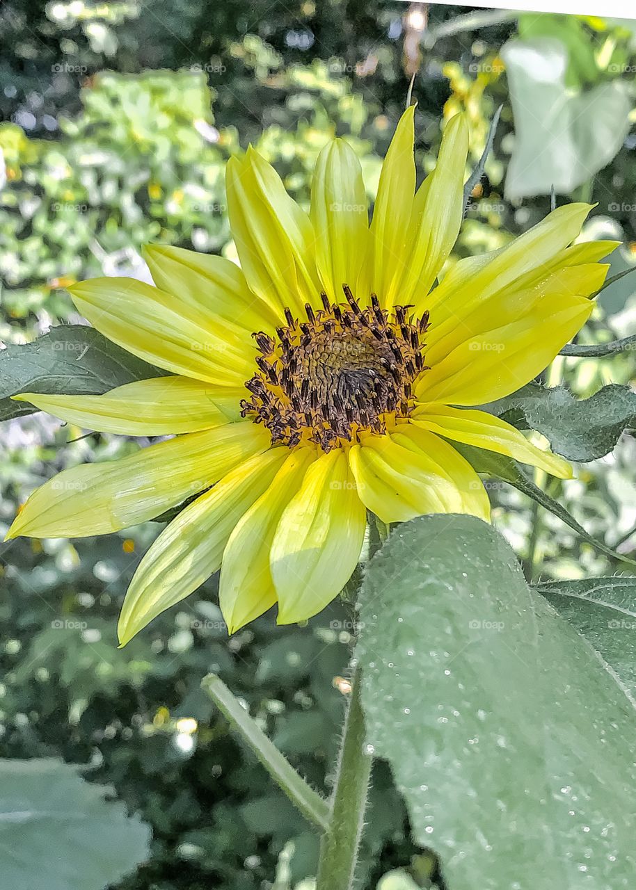 Sunny sunflower 