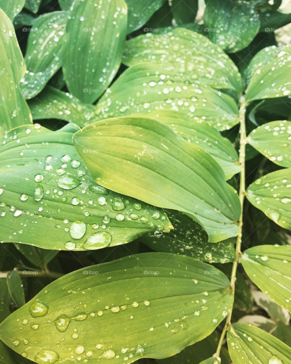 Solomon’s seal 