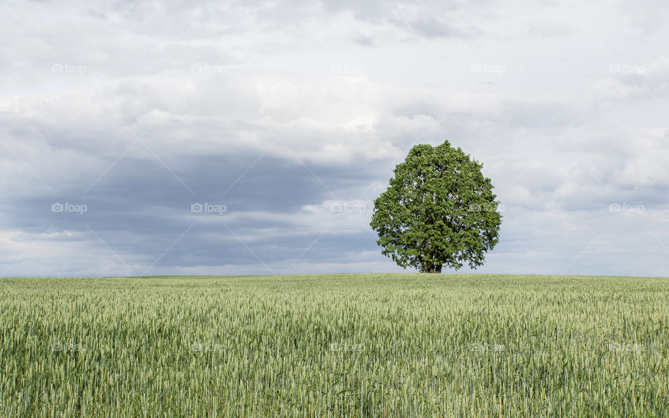 green oak in the field