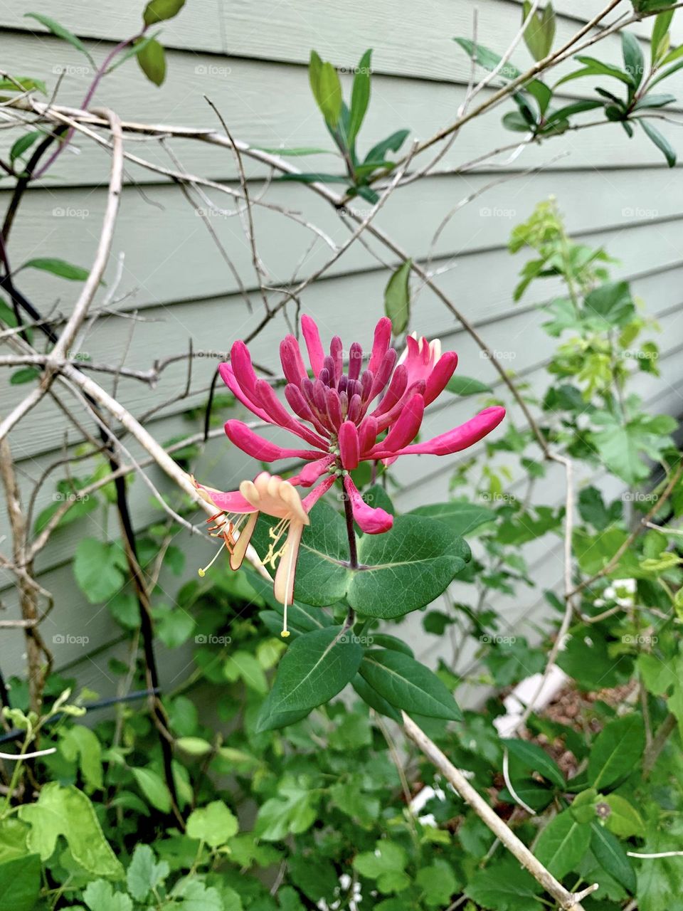 Honeysuckle 