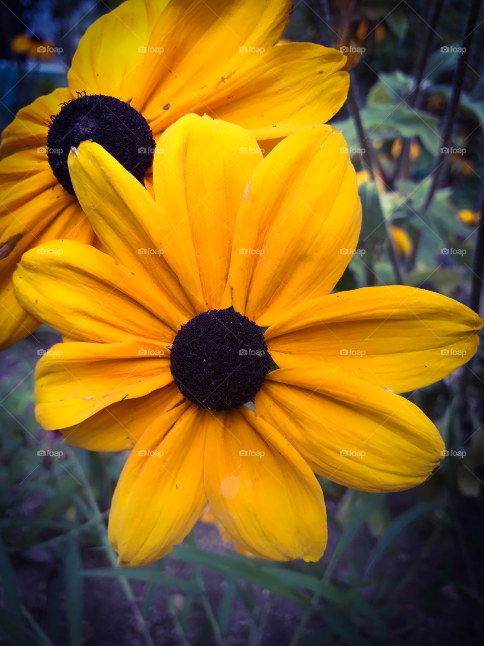 Beautiful yellow flowers 