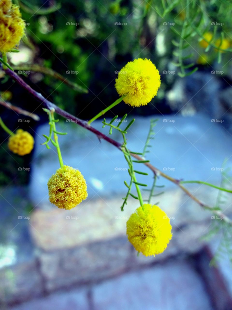 Beautiful yellow balls