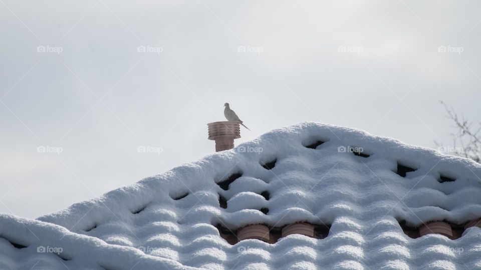 Bird perched on a roof covered in snow 
