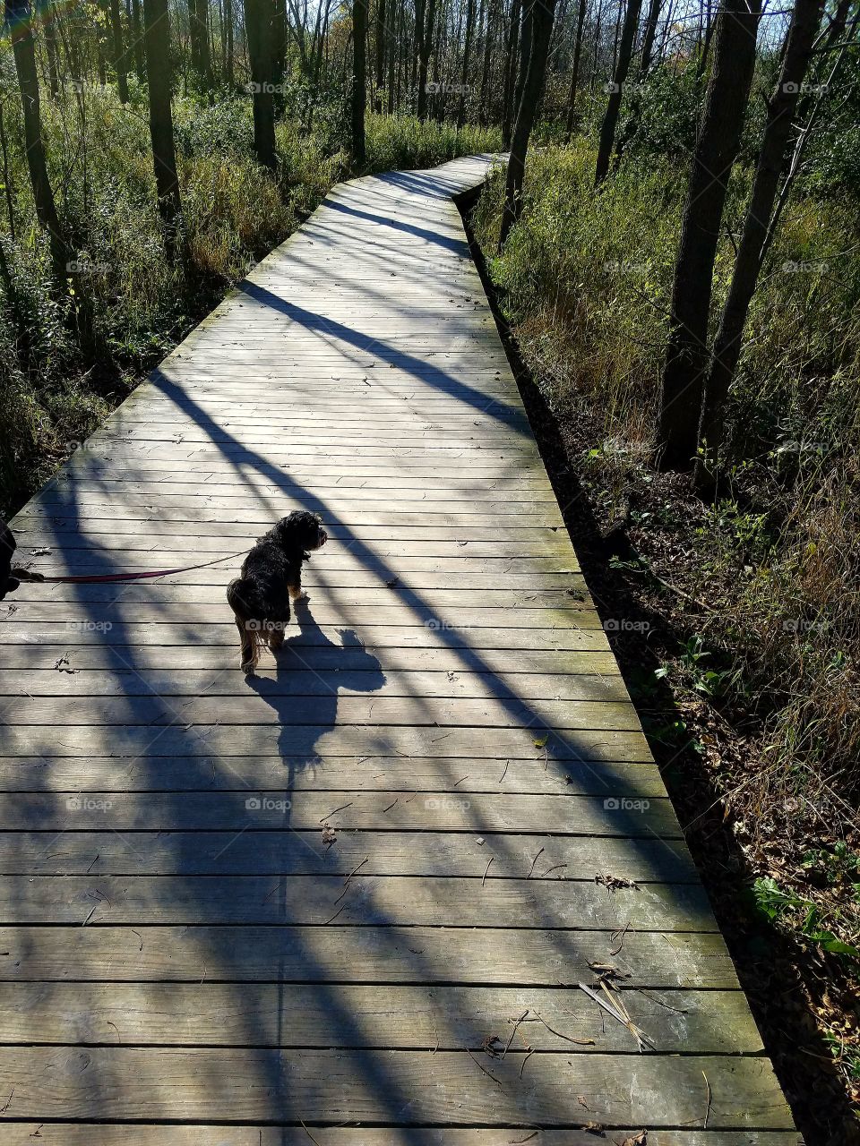 Afternoon Walk