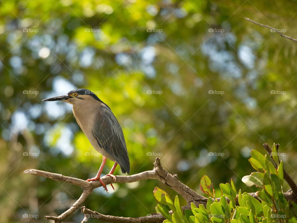 Striated Heron sitting on a branch in the wild