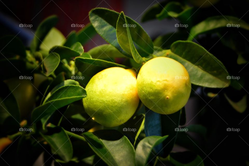 Lemon tree