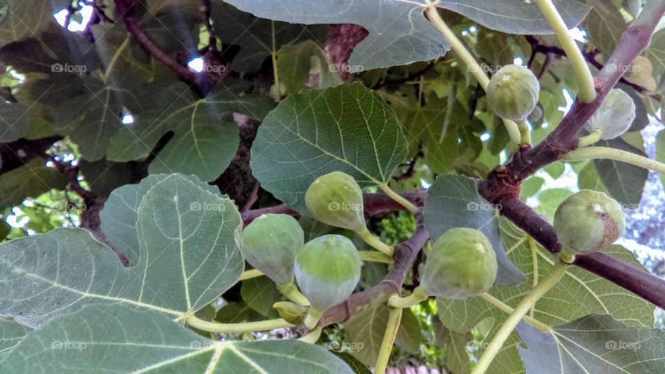 Fig tree fruiting