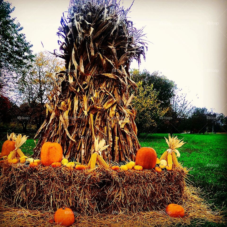 Harvest Time 