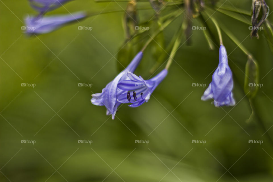 purple flowers with blured background