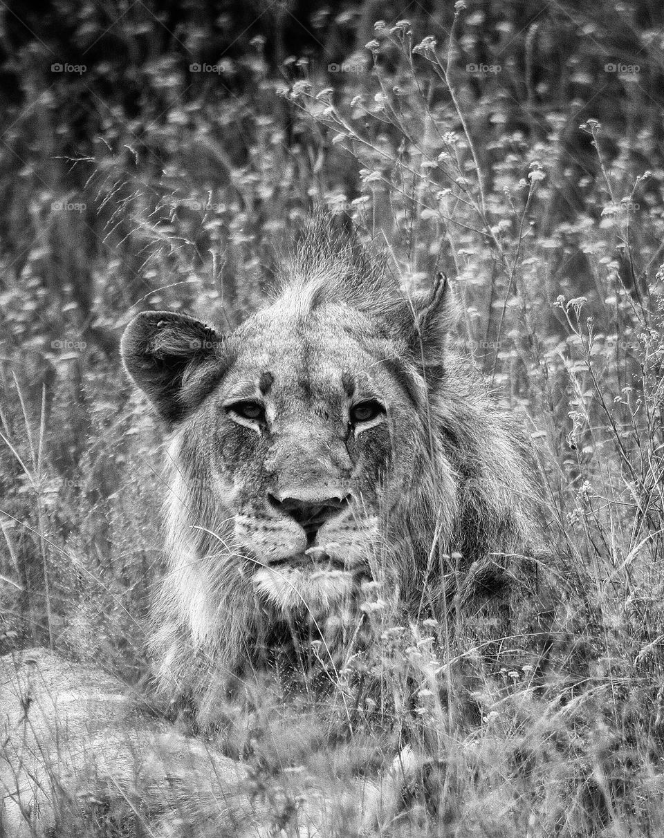 young male lion in the grassland