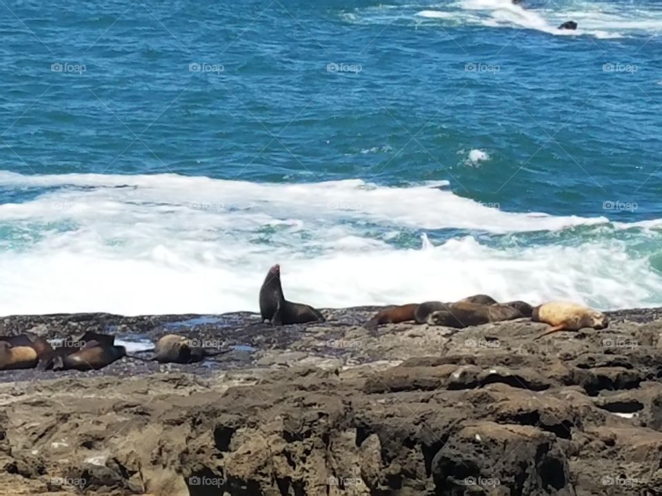 seals in Charleston Oregon