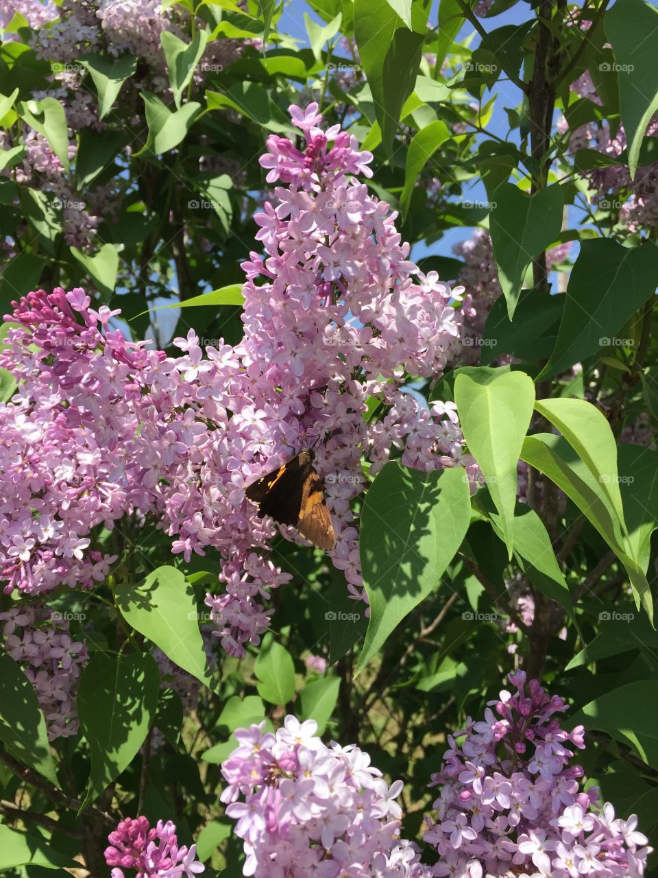 Pink lilac bush