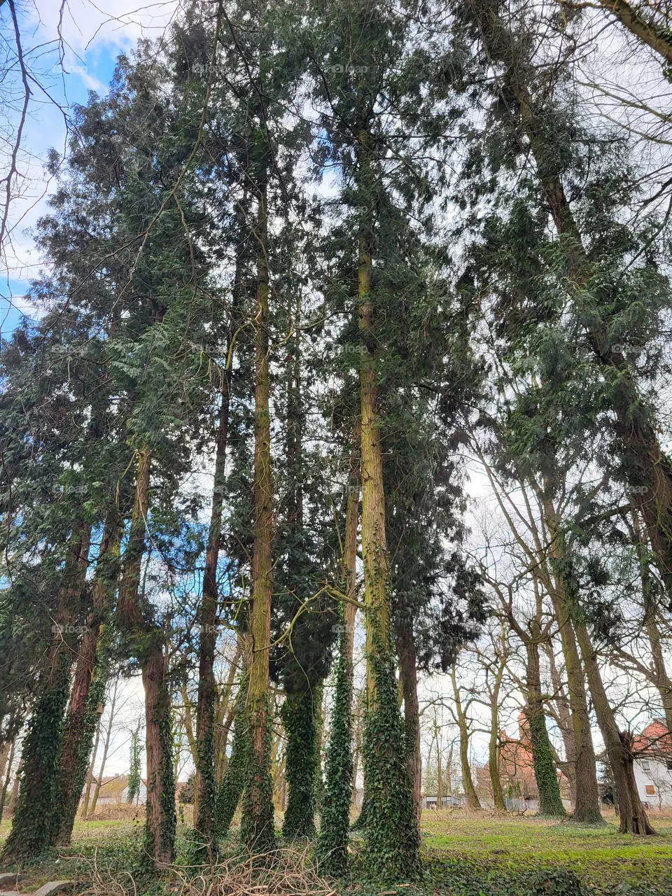 tree