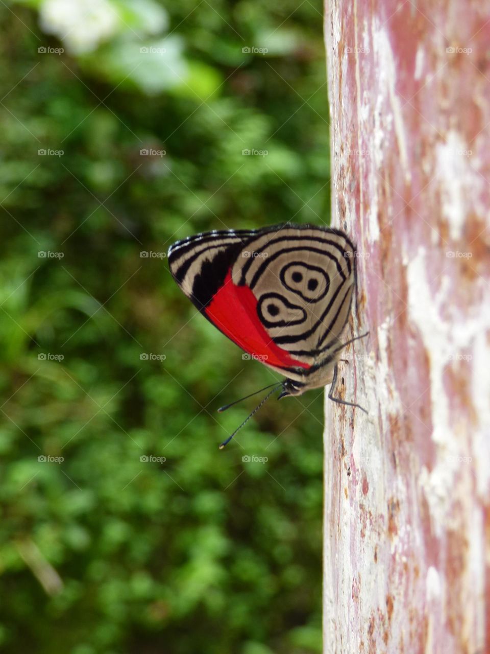 Nature. Beautiful butterfly 
