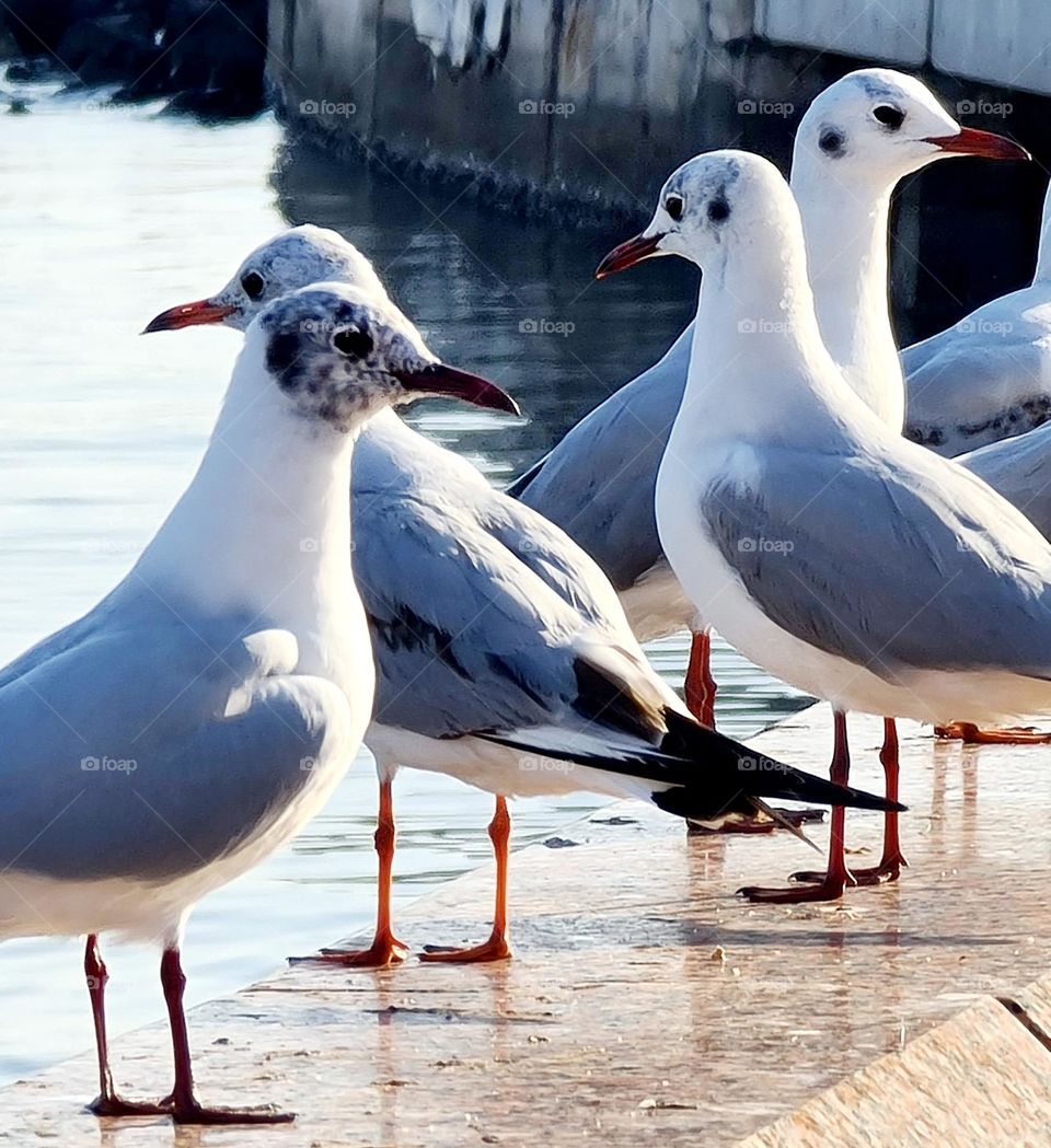 bird watching