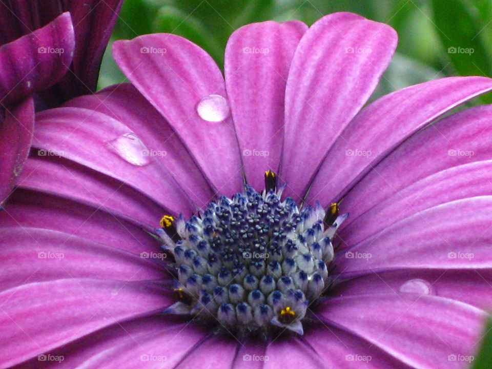 Purple Dewy flower