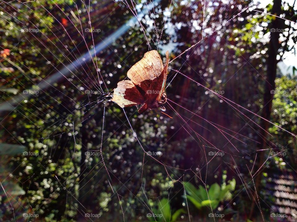 butterfly trapped by spider