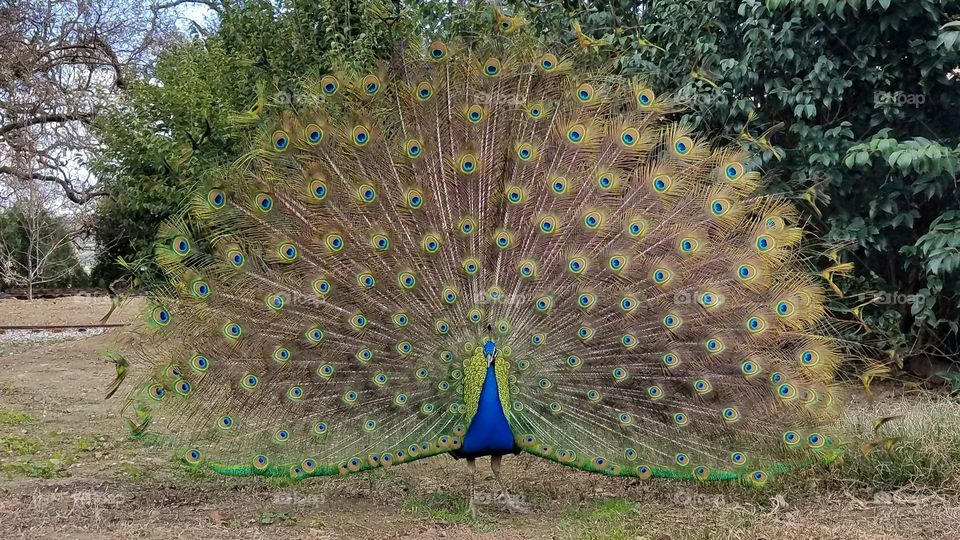 Peacock with feathers up