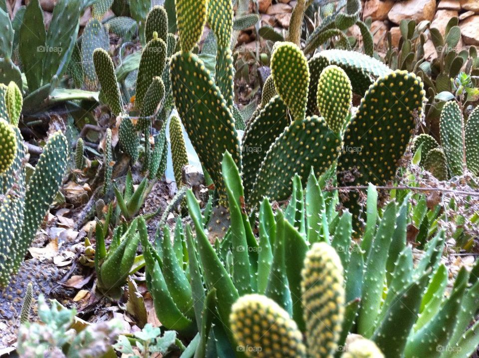 Cactus