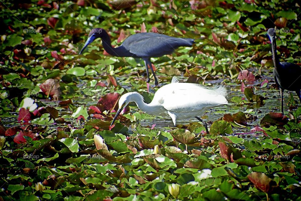 Egret and heron . Egret and heron in the golden hour
