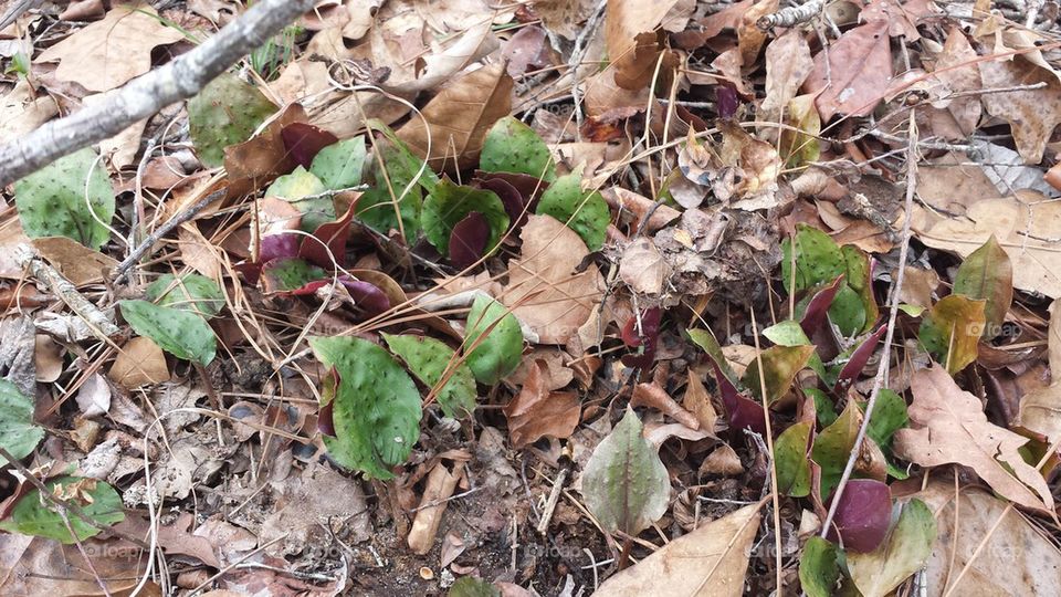 Crane Fly Orchid, Tulipia Discolor