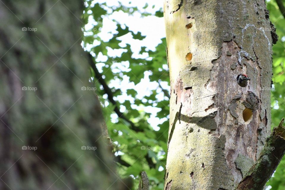 Baby Great Spotted Woodpecker in the nest