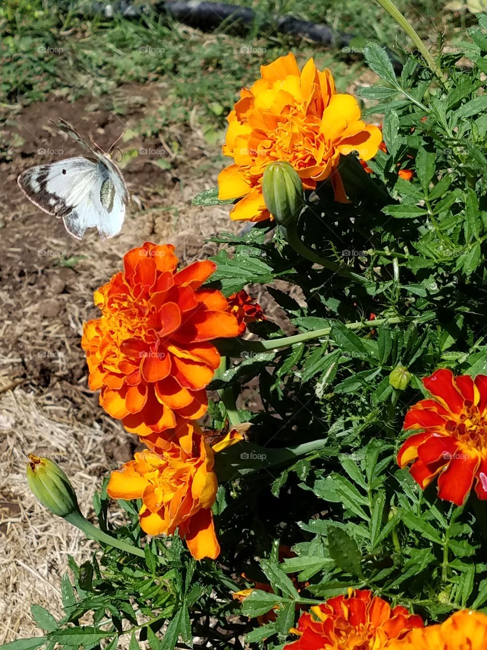 Marigolds and a butterfly