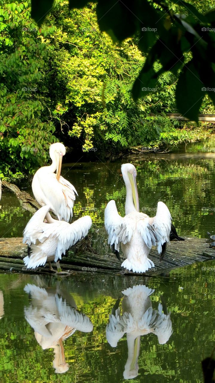 pelicans