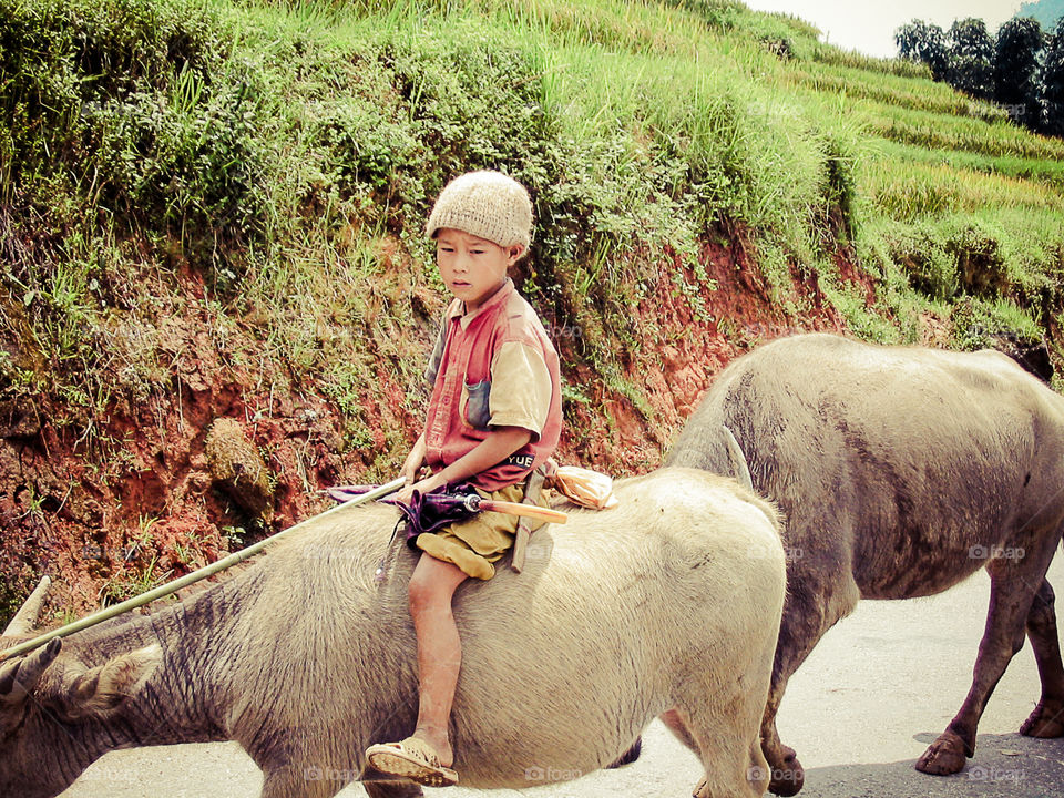 Riding a cow