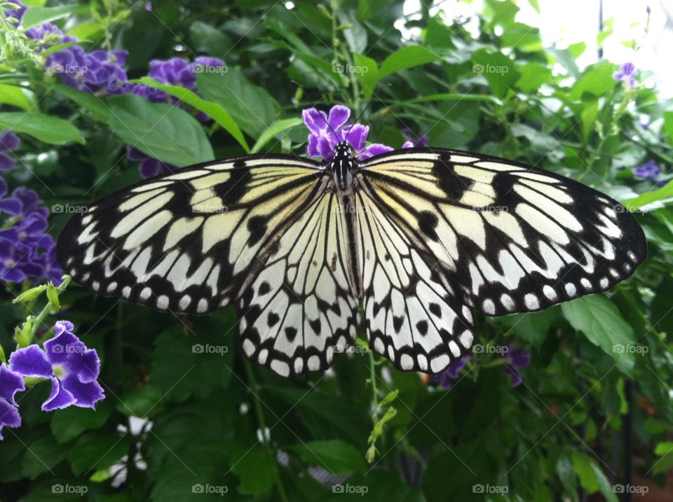 Butterfly on a flower