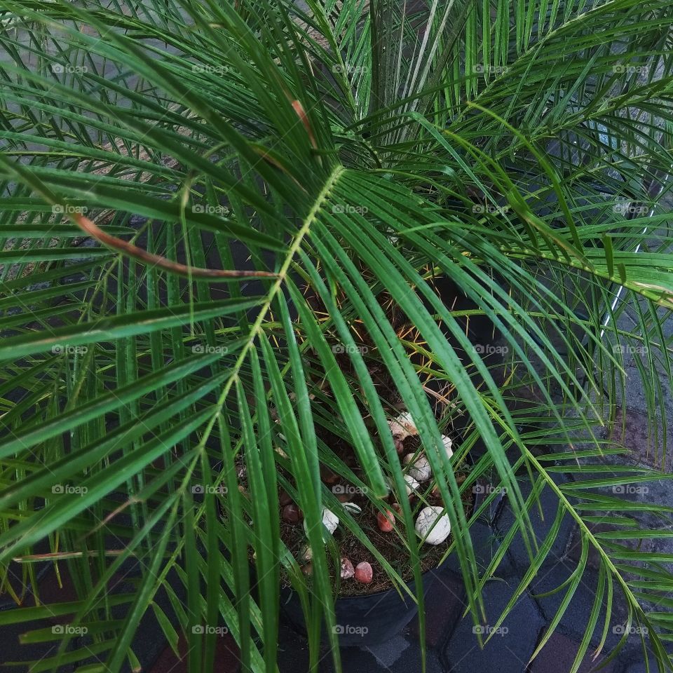 palm