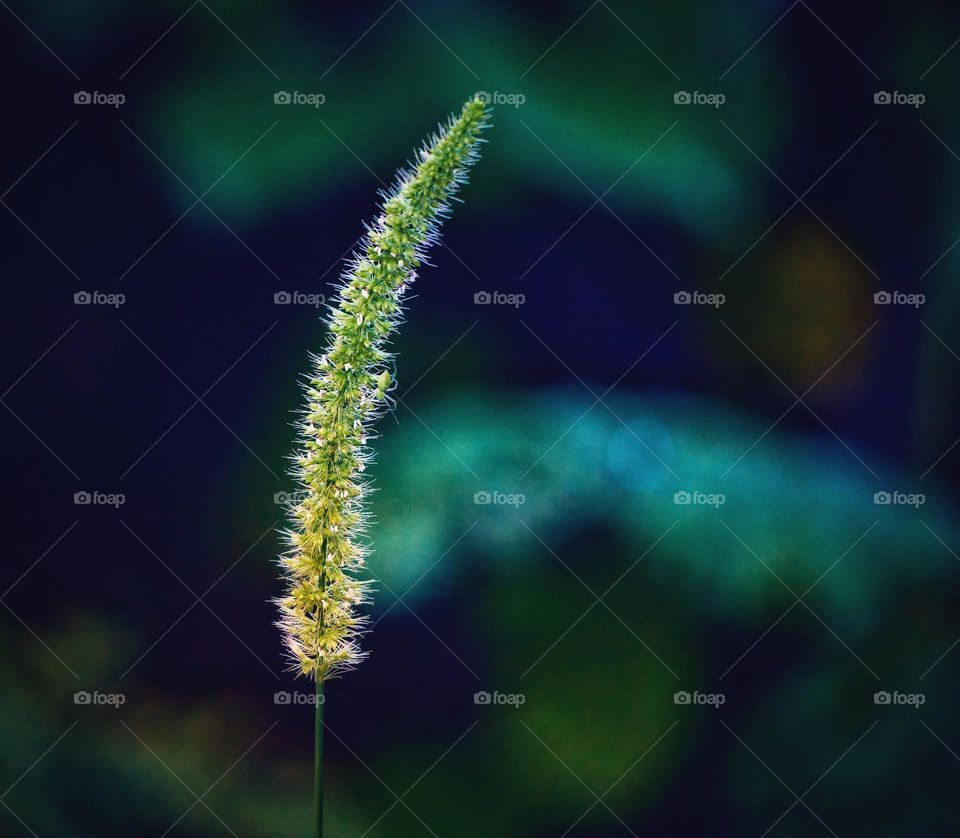 Fox tail millet grass