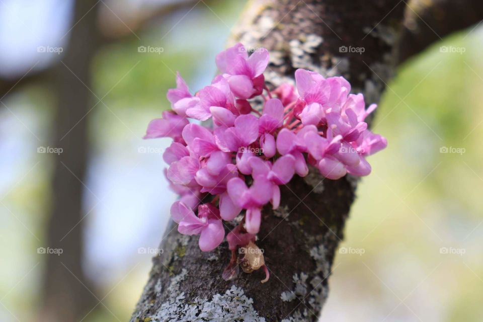 flowers on a tree