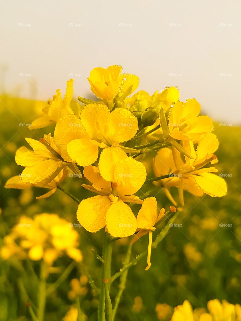 Beautiful yellow rapeseed flowers with dew Drop on the petals in morning daylight against natural background