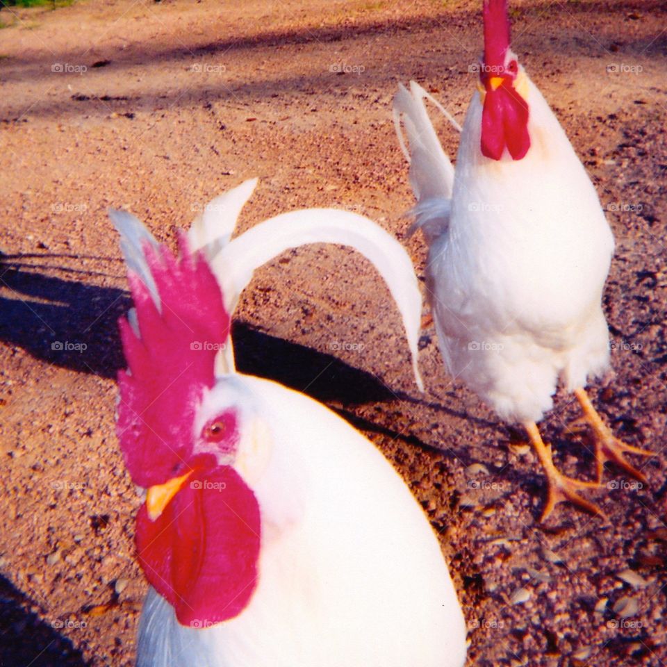 Stereo Chickens - Luckenbach, Texas